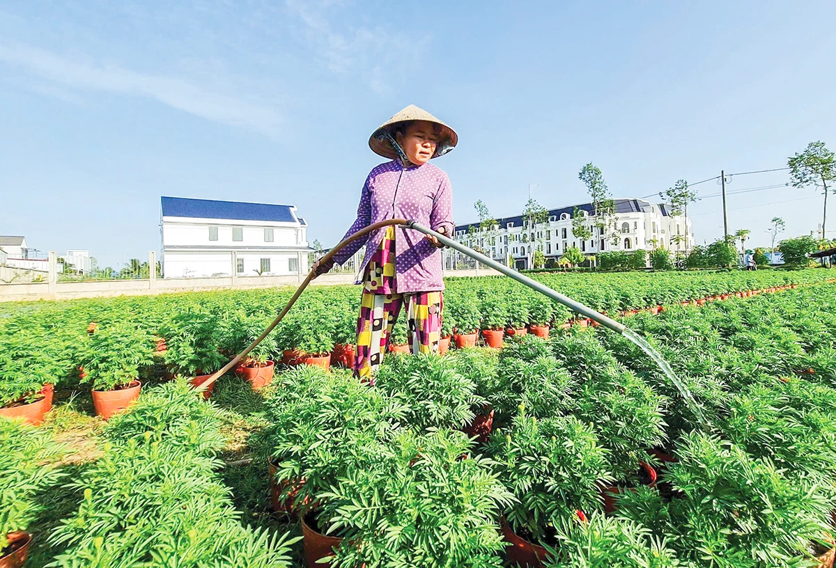 Tất bật chuẩn bị nông sản, hoa kiểng phục vụ Tết