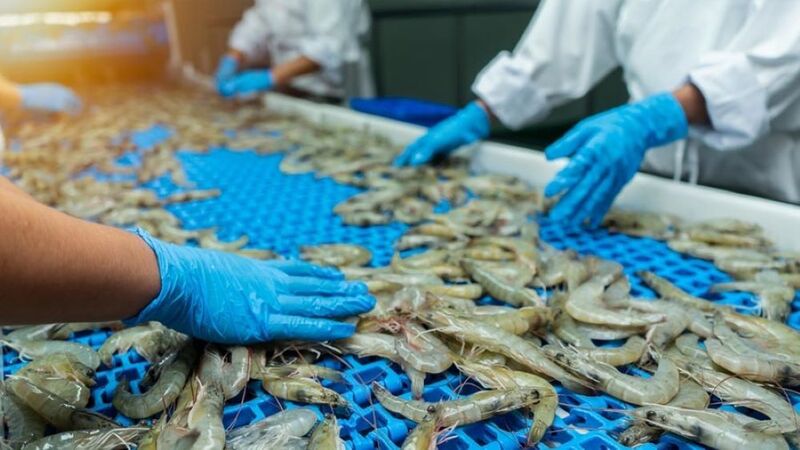 Năm 2025, Việt Nam đứng thứ 3 về xuất khẩu tôm vào thị trường EU với gần 46.000 tấn.