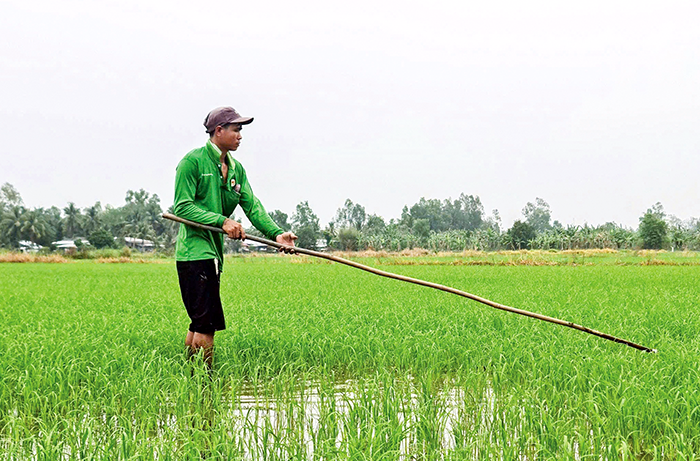 Diện tích gieo trồng lúa cả năm giảm 0,83%
