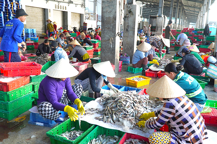 Ngư dân Cà Mau trúng vụ mùa cuối năm