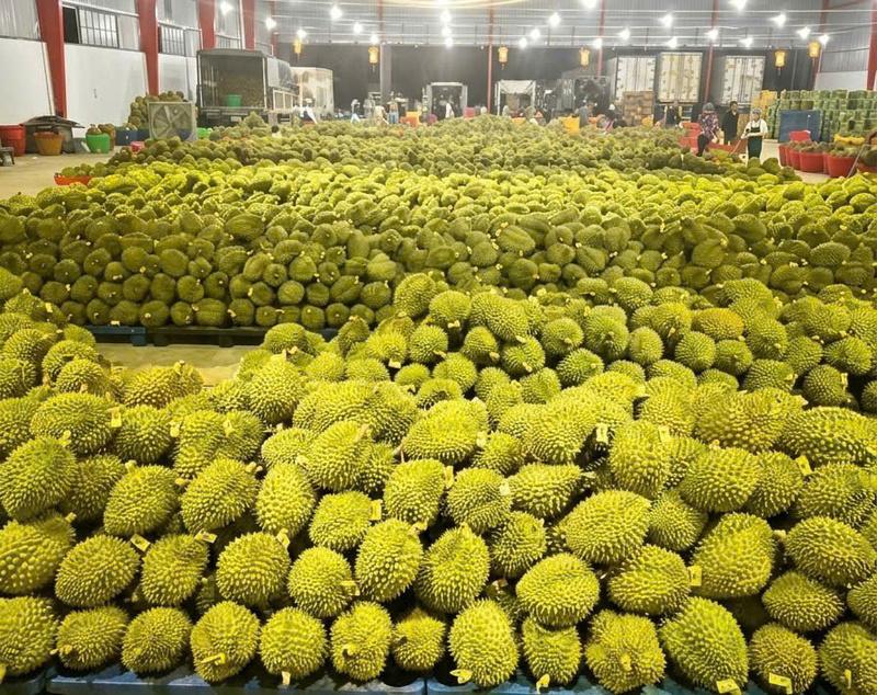 Việc duy trì sự phối hợp giữa nông dân, hợp tác xã và doanh nghiệp giúp ổn định nguồn cung sầu riêng cho các đơn hàng xuất khẩu lớn đầu năm 2026. Ảnh minh hoạ.