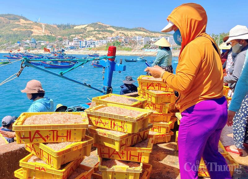 Với nhiều gia đình, ruốc không chỉ là nguồn thu theo mùa mà còn là chỗ dựa kinh tế quan trọng. Ảnh: Hoàng Lợi