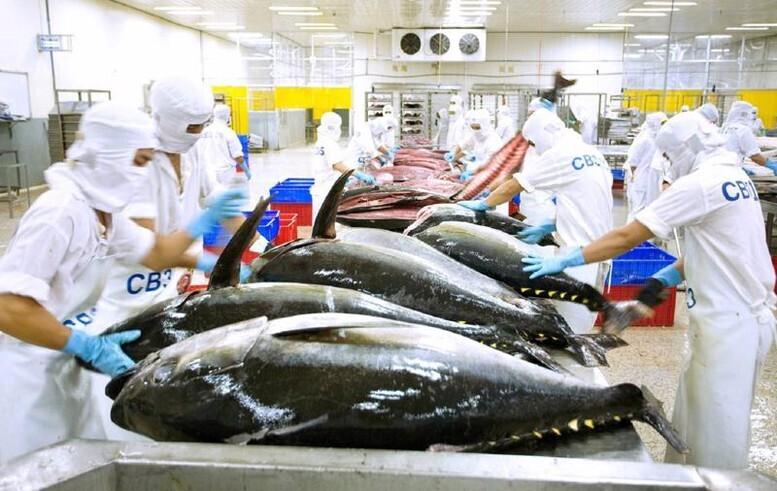 Dù gặp nhiều khó khăn nhưng Hoa Kỳ vẫn dẫn đầu thị trường của cá ngừ Việt Nam.