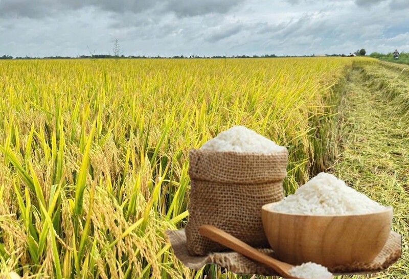 Giá lúa gạo hôm nay ngày 23/3/2026: Gạo xuất khẩu OM 5451 đảo chiều tăng, lúa tươi chững giá. Ảnh: Thanh Minh.