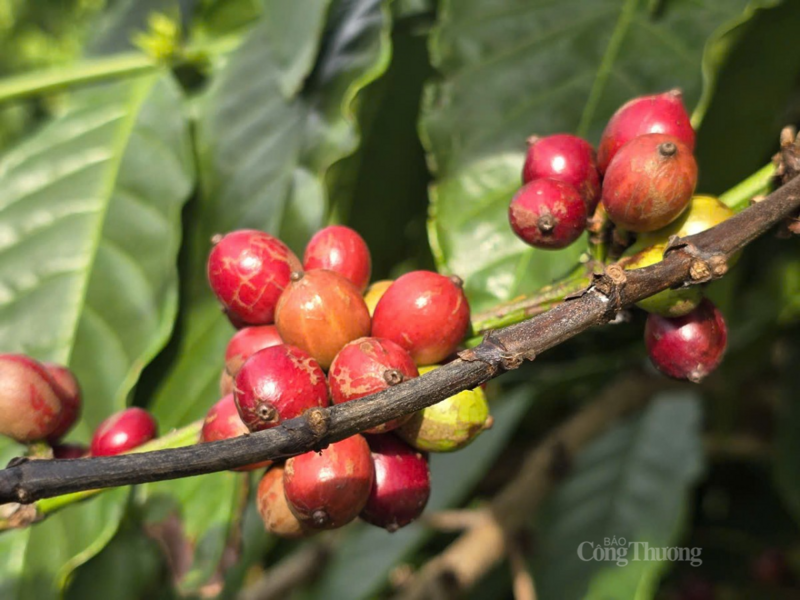 Giá cà phê Arabica vượt 7.000 USD/tấn, lo ngại tình trạng thiếu hụt nguồn cung quay lại.
