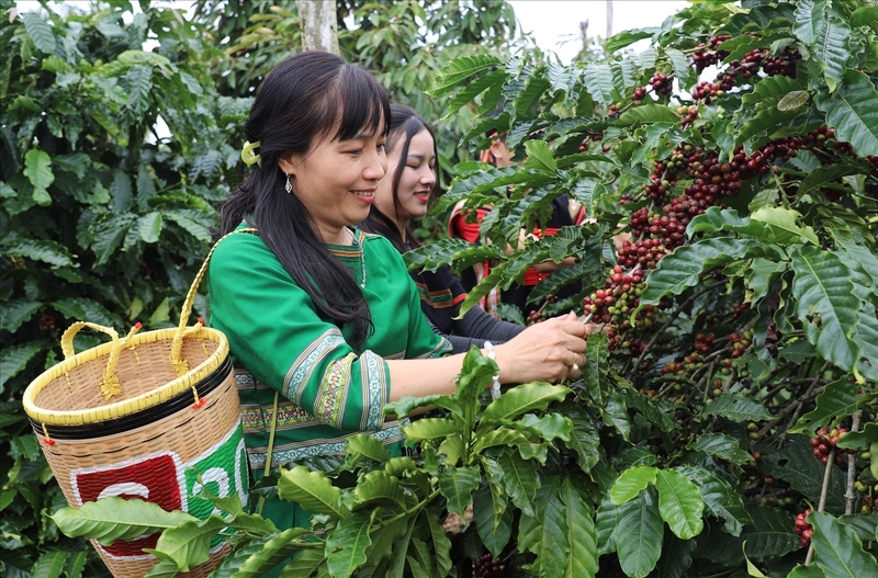 Quý I/2026, xuất khẩu cà phê đạt 577,3 nghìn tấn với kim ngạch 2,71 tỷ USD. Ảnh minh họa