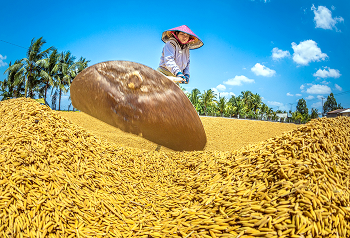 Nông dân miền Tây “vượt nắng” đưa lúa về kho giữa mùa khô khắc nghiệt
