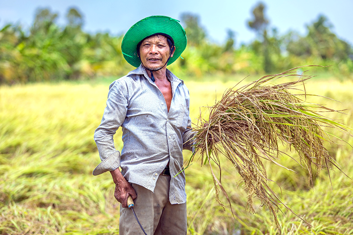 Nông dân miền Tây “vượt nắng” đưa lúa về kho giữa mùa khô khắc nghiệt