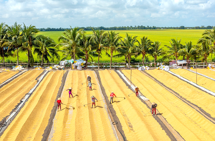 Nông dân miền Tây “vượt nắng” đưa lúa về kho giữa mùa khô khắc nghiệt