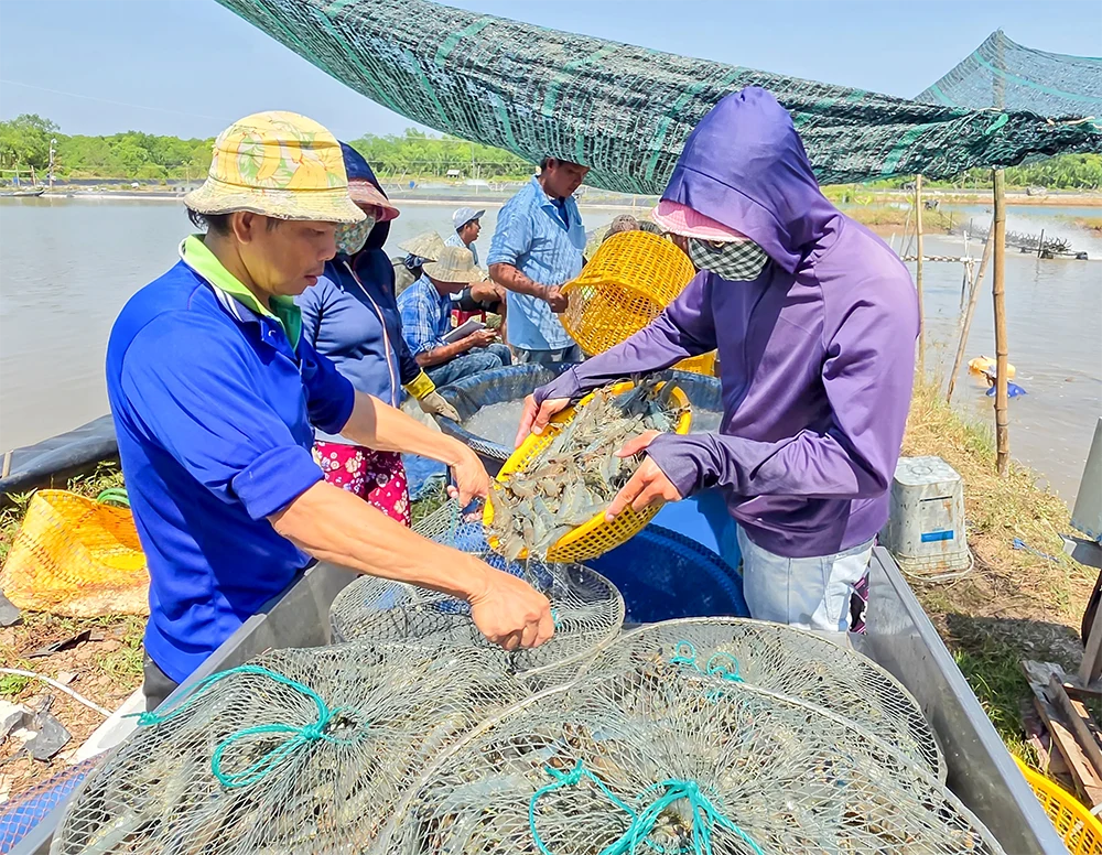 Bàn giải pháp quản lý sức khỏe và kiểm soát dịch bệnh trên tôm