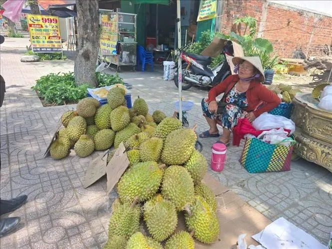 Khơi thông xuất khẩu sầu riêng từ vùng trồng đến phòng kiểm nghiệm