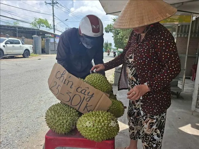 Khơi thông xuất khẩu sầu riêng từ vùng trồng đến phòng kiểm nghiệm