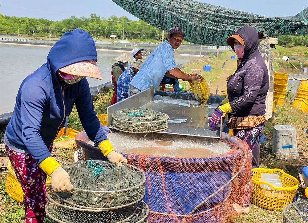 Bàn giải pháp quản lý sức khỏe và kiểm soát dịch bệnh trên tôm