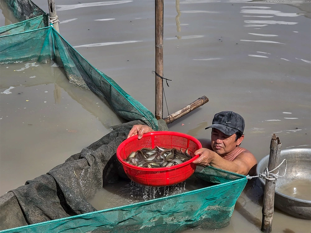 Cá chạch sông nuôi theo mô hình thâm canh có thể đạt được kích cỡ lớn