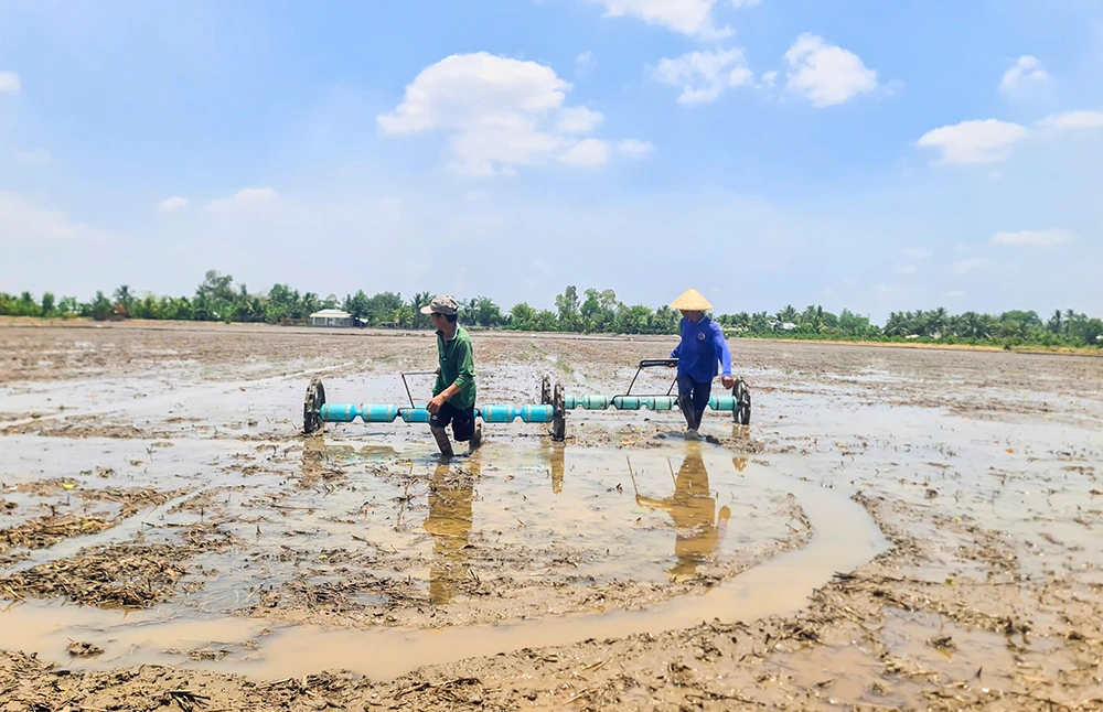 Xuống giống lúa hè thu chậm nhất đến ngày 20-6