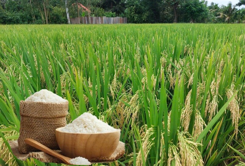 Giá lúa gạo hôm nay ngày 2/6/2026: Gạo nguyên liệu xuất khẩu tăng, lúa tươi vững giá. Ảnh: Thanh Minh.