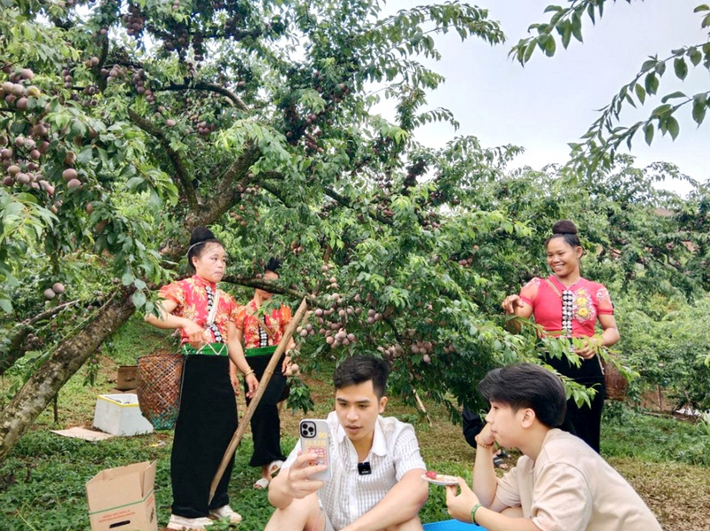 Các thành viên Hợp tác xã Noọng Piêu (tỉnh Sơn La) live stream vườn mận hậu Phiêng Khoài.