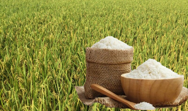Giá lúa gạo hôm nay ngày 6/6/2026: Thị trường “lặng sóng”. Ảnh: Thanh Minh.