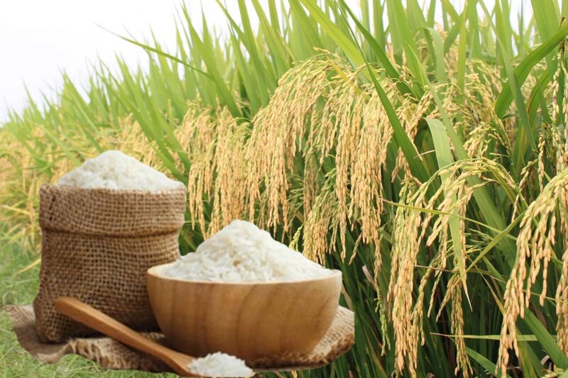 Giá lúa gạo hôm nay ngày 19/6/2026: Lúa tươi đồng loạt giảm. Ảnh: Thanh Minh.