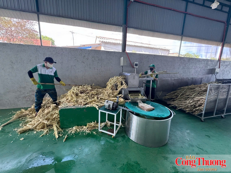 Mía sau thu hoạch được làm sạch, bóc vỏ, ép bằng hệ thống máy, lọc nhiều lớp trước khi cô đặc bằng công nghệ chân không nhằm giữ hương vị tự nhiên
