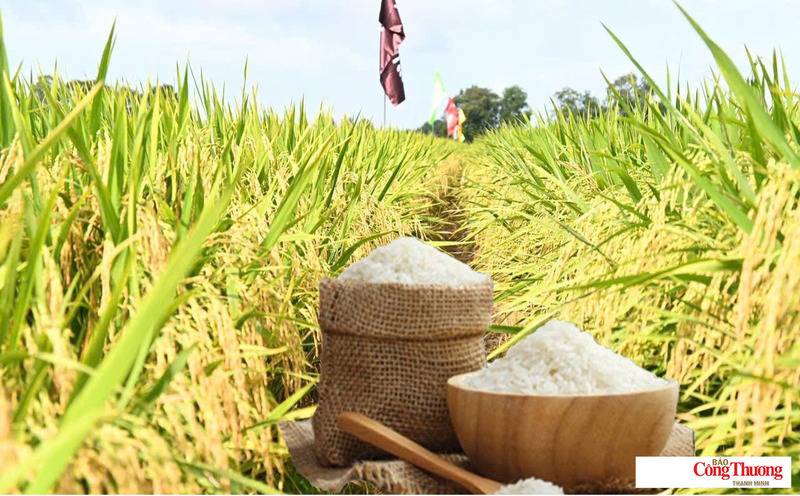 Giá lúa gạo hôm nay ngày 17/7: Lúa tươi tiếp đà tăng mạnh.