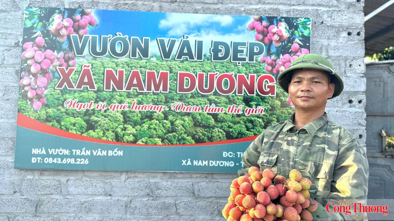 Vườn vải đẹp của gia đình ông Trần Văn Bốn, xã Nam Dương.