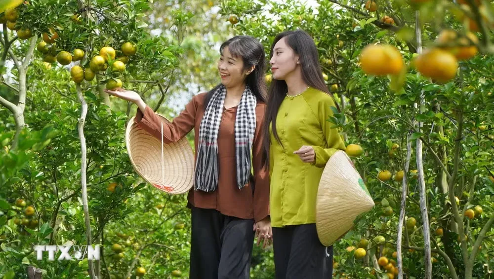 Quýt hồng Đồng Tháp - từ vườn cây đến sản phẩm du lịch nông nghiệp