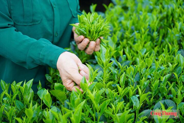 Xuất khẩu nông, lâm sản tiếp tục khởi sắc