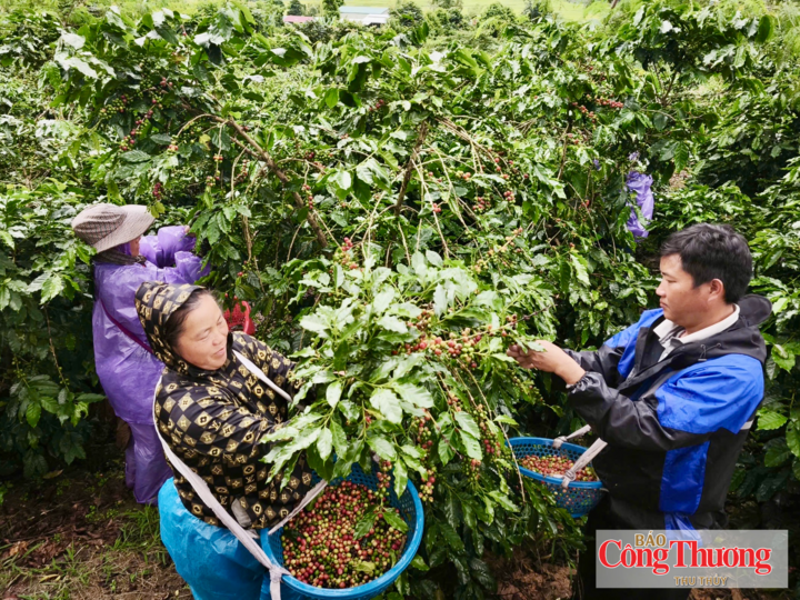 Mường Ảng định hướng xây dựng vùng nguyên liệu tập trung, tăng cường liên kết chuỗi giá trị từ sản xuất đến tiêu thụ, gắn phát triển cà phê với mục tiêu bền vững.