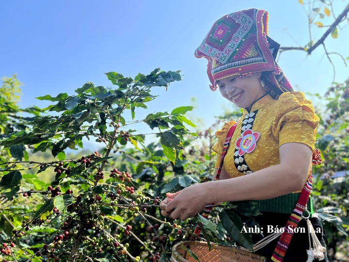 Sản phẩm cà phê Sơn La đang từng bước chinh phục thị trường trong nước, quốc tế.