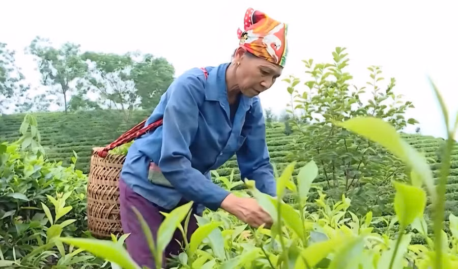 Người dân chủ động đổi mới, sáng tạo sau khi được hướng nghiệp.