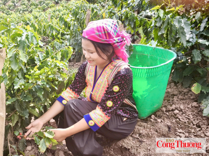 Dù mới trồng cà phê khoảng một năm, vườn cây của gia đình anh Vàng A Sàng đã cho những quả đầu tiên.
