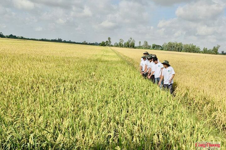 Xã Vị Thanh 1 phát huy lợi thế lúa, trái cây và đặc sản địa phương, phát triển nông sản gắn với chất lượng, thương hiệu và nhu cầu thị trường.