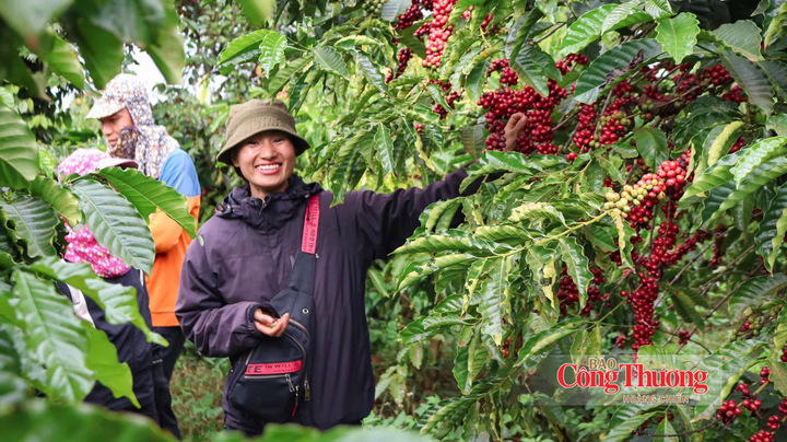 Thu hoạch cà phê tại Gia Lai.